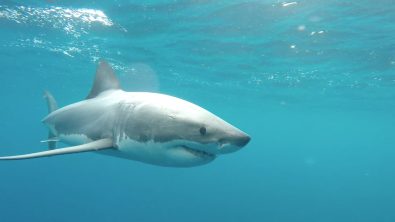 WhiteShark_SalisburyIslandAus_MissionBlue