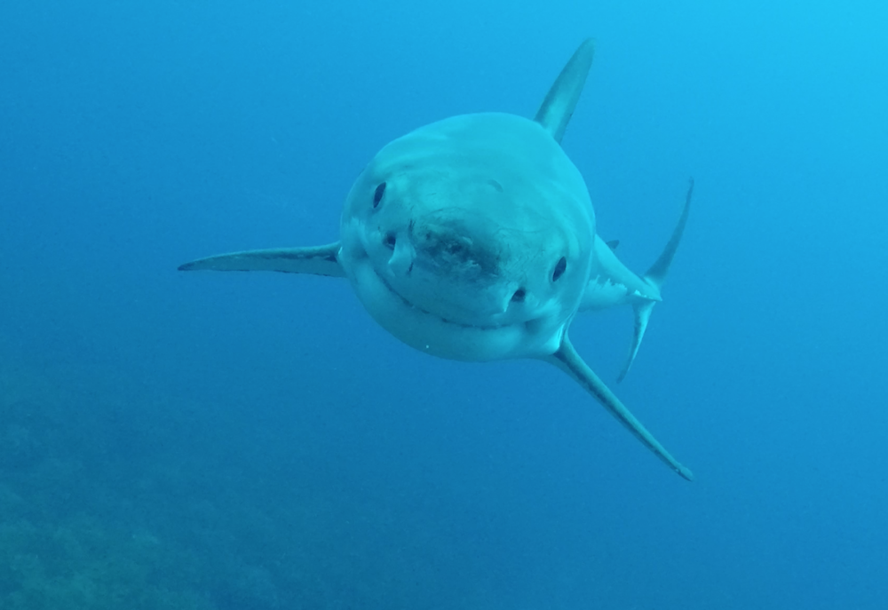 WhiteShark_WestAus_MissionBlue