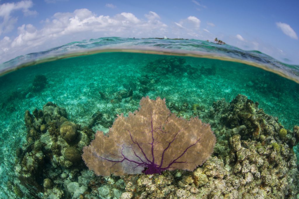 An over under photo of the Mesoamerican Barrier Reef in Belize