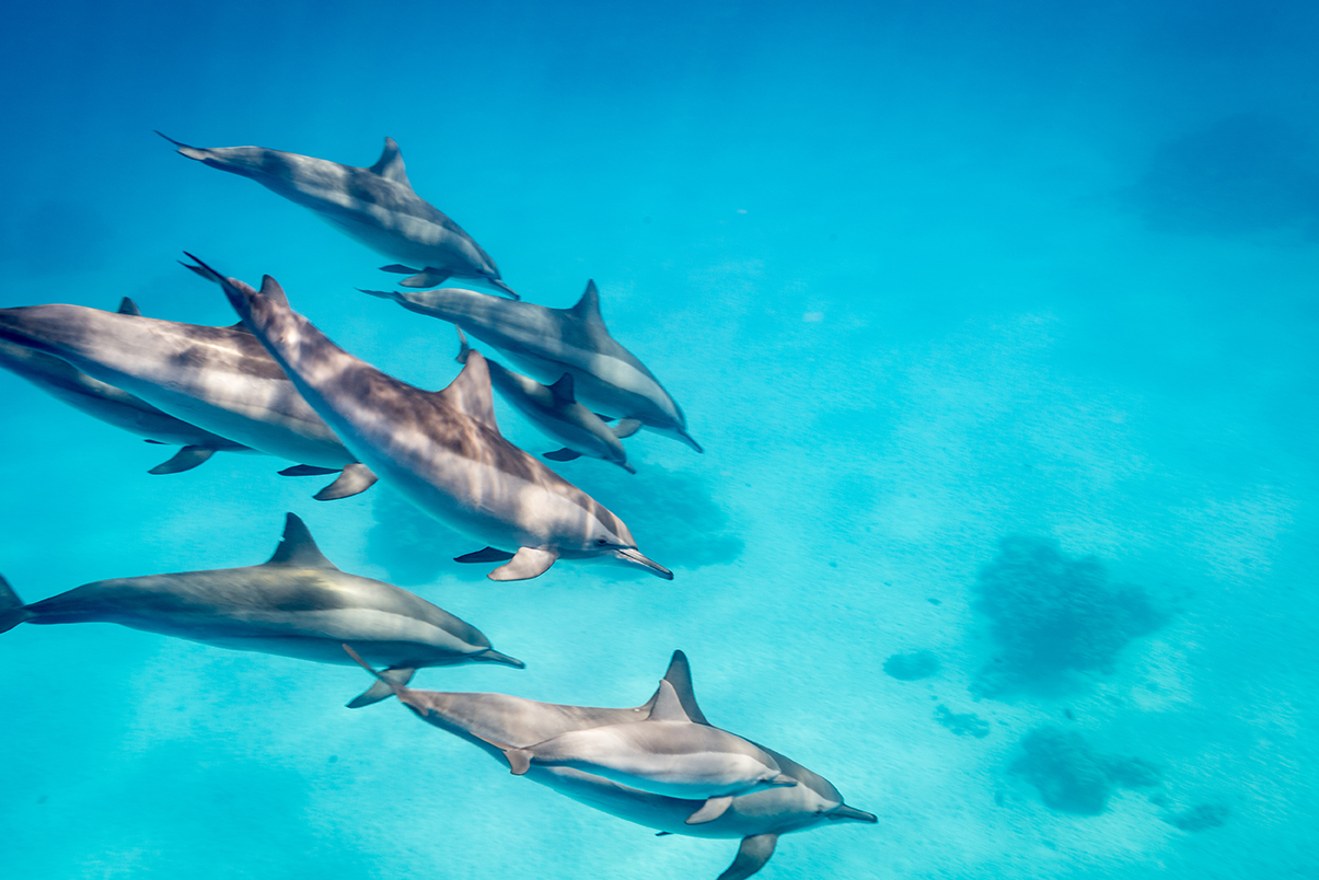 dolphins 