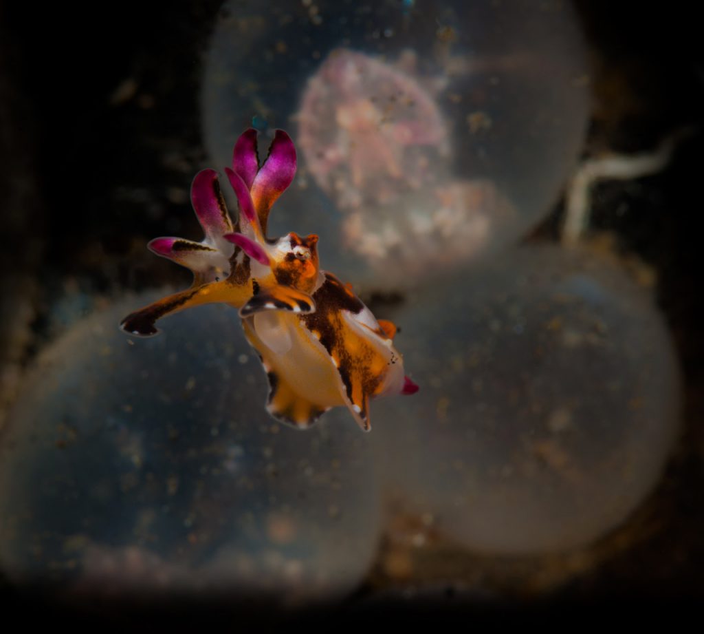 A juvenile flamboyant cuttlefish found in Dumaguete Dauin Philippines