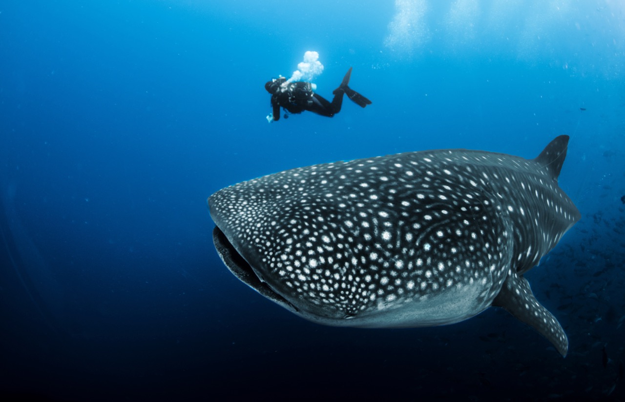 A scuba diver swimming with a giant whale shark in the Galapagos Islands, Ecuador, which is a popular liveaboard destination