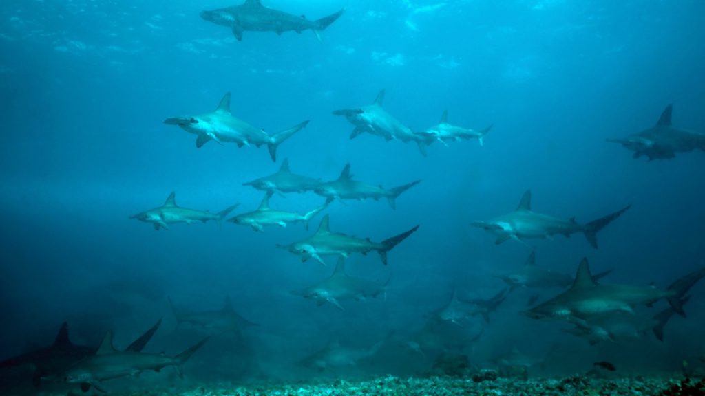a large group of hammerheads swimming along a rocky bottom