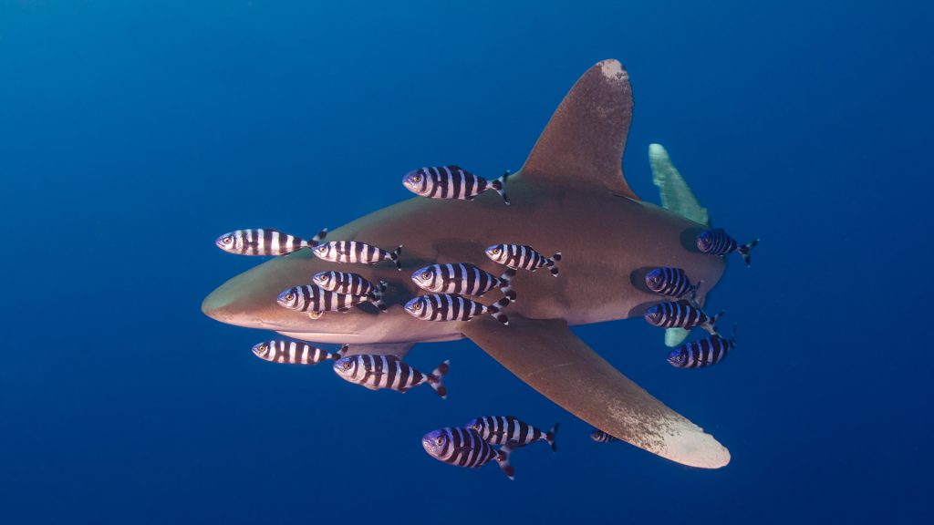 Oceanic whitetip shark swimming in the blue ocean with a school of pilot fish.