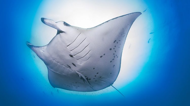 a manta ray photographed from below