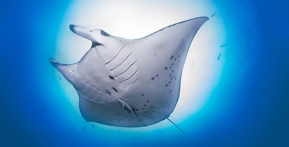 A reef manta ray against a sunny, blue background in Nusa Penida Indonesia