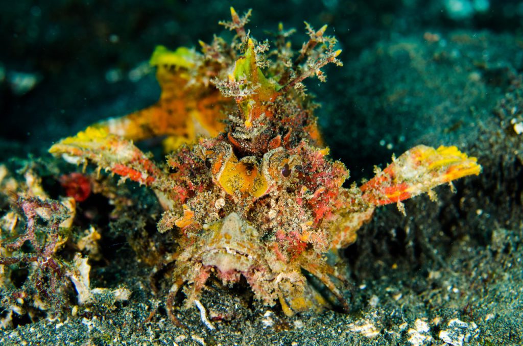 A scorpionfish found while scuba diving in Lembeh Sulawesi Indonesia