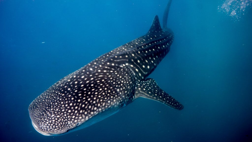 A whale shark in the blue at Tofo Beach Mozambique