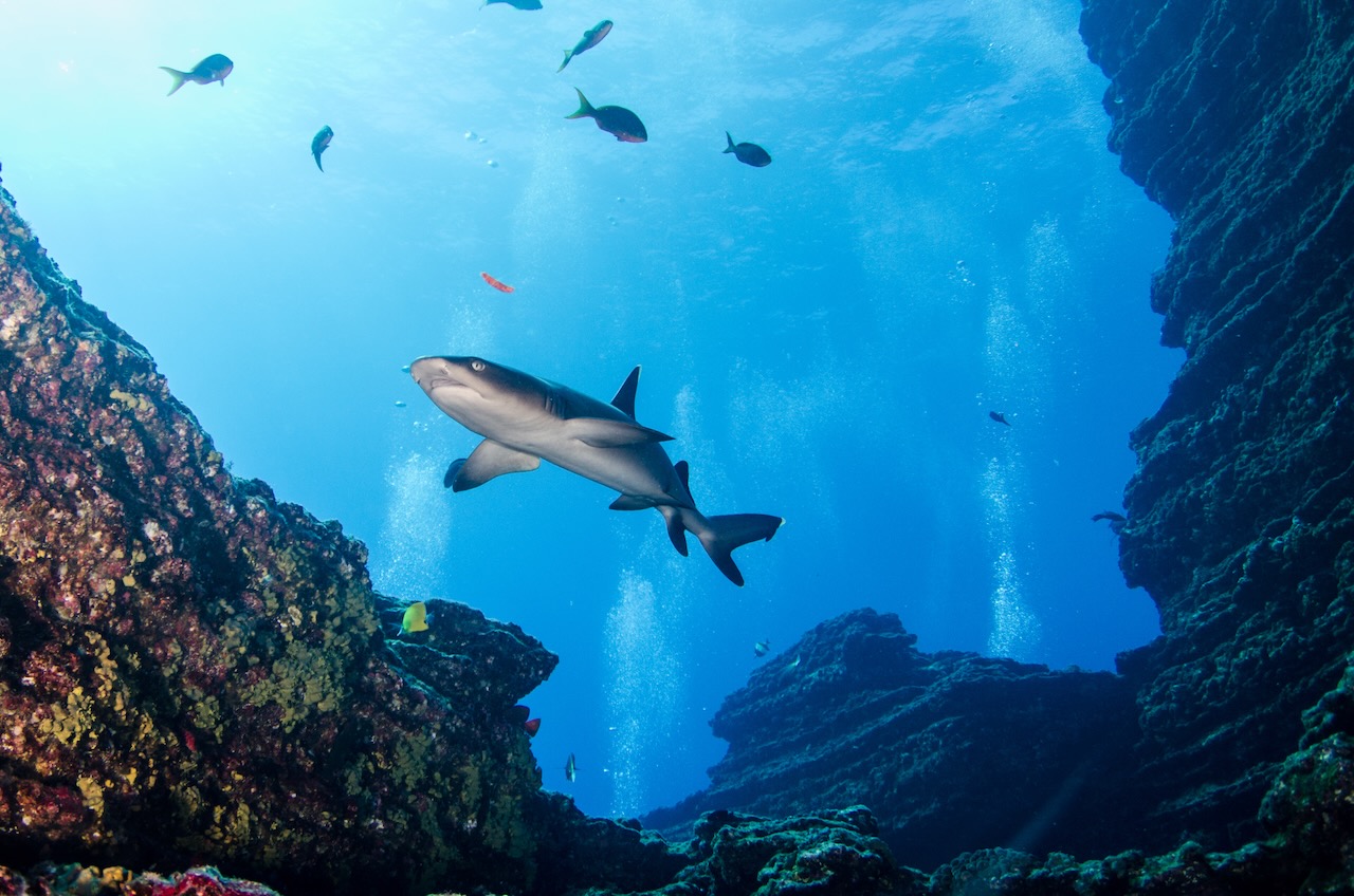 White tipped reef sharks at roca partida, revillagigedo, Mexico.