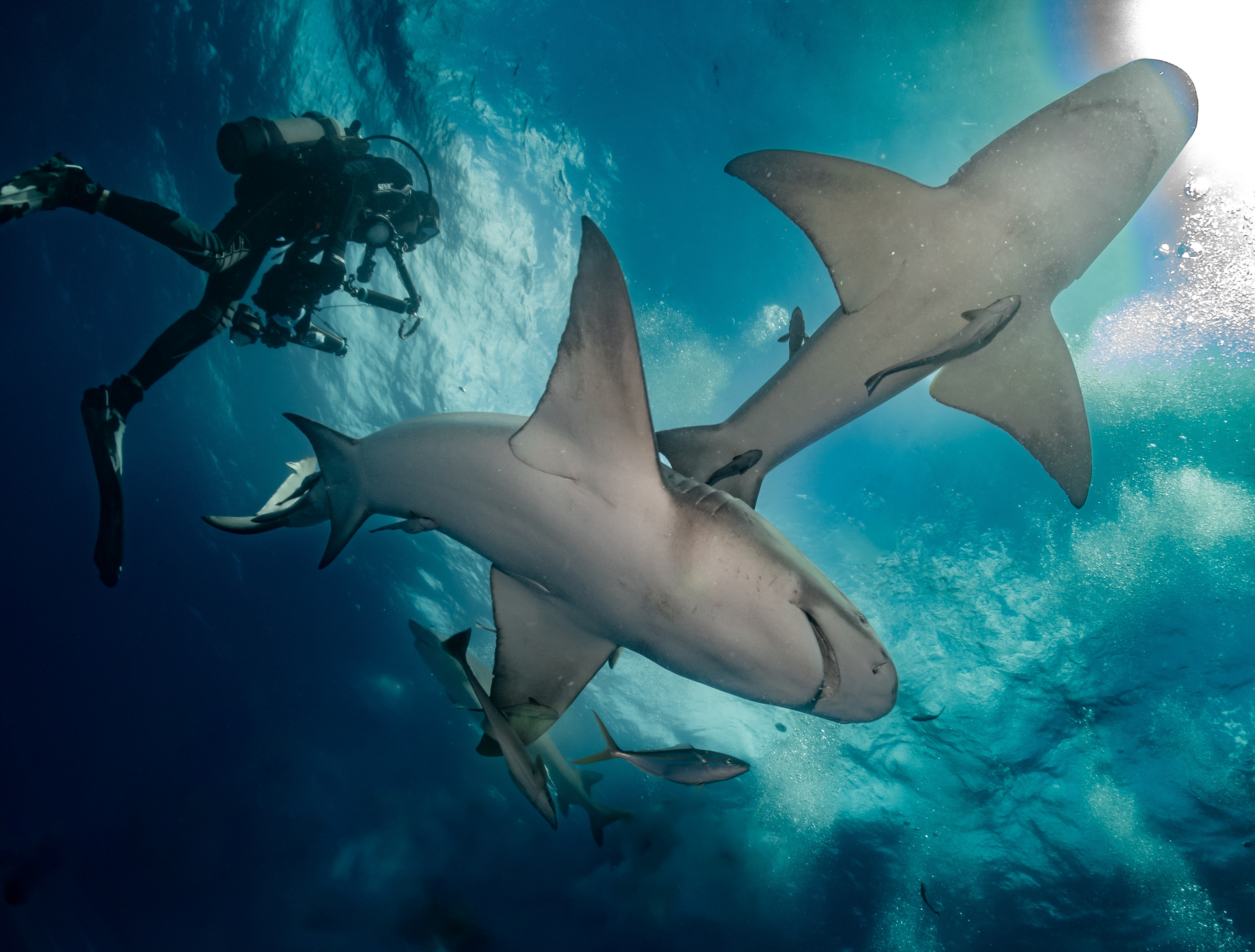 A scuba diver swims with two lemon sharks off the coast of Jupiter, Florida, USA