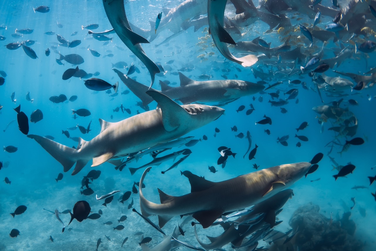Group of nurse sharks underwater in blue ocean. Aquatic life in Maldives