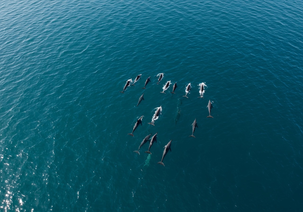 A stunning aerial shot captures a pod of dolphins gracefully swimming in the vast blue ocean.  The vibrant turquoise water and the dolphins create a breathtaking scene of marine wildlife.