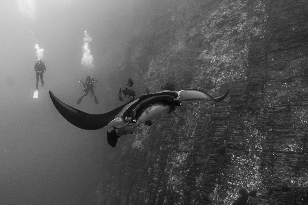 A giant oceanic manta ray gliding along a wall with two divers following it.