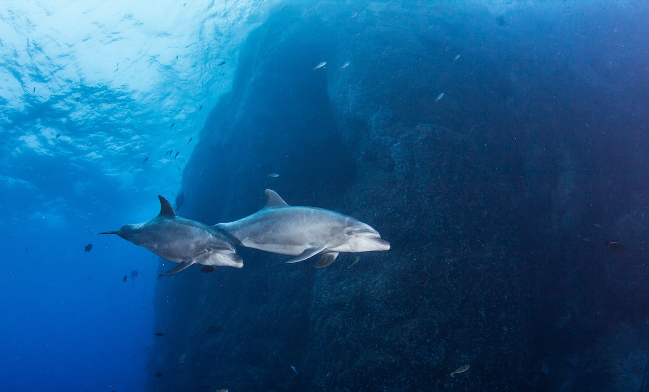 two dolphins spotted by divers in the socorro islands