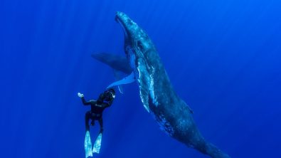 Steve Hathaway - Young Ocean Explorers - New Zealand - Blake Award Winner