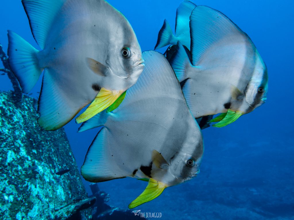 Batfish Gili Trawangan The Jetlagged