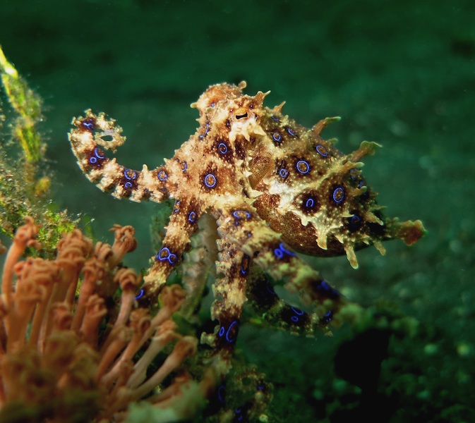 Blue ring octopus - Indonesia - Underwater