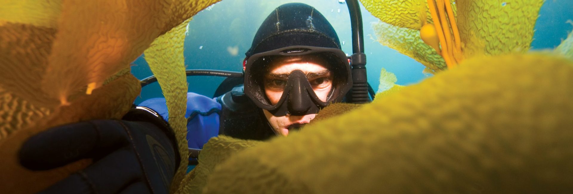 要注意！海の美しく危険な生物