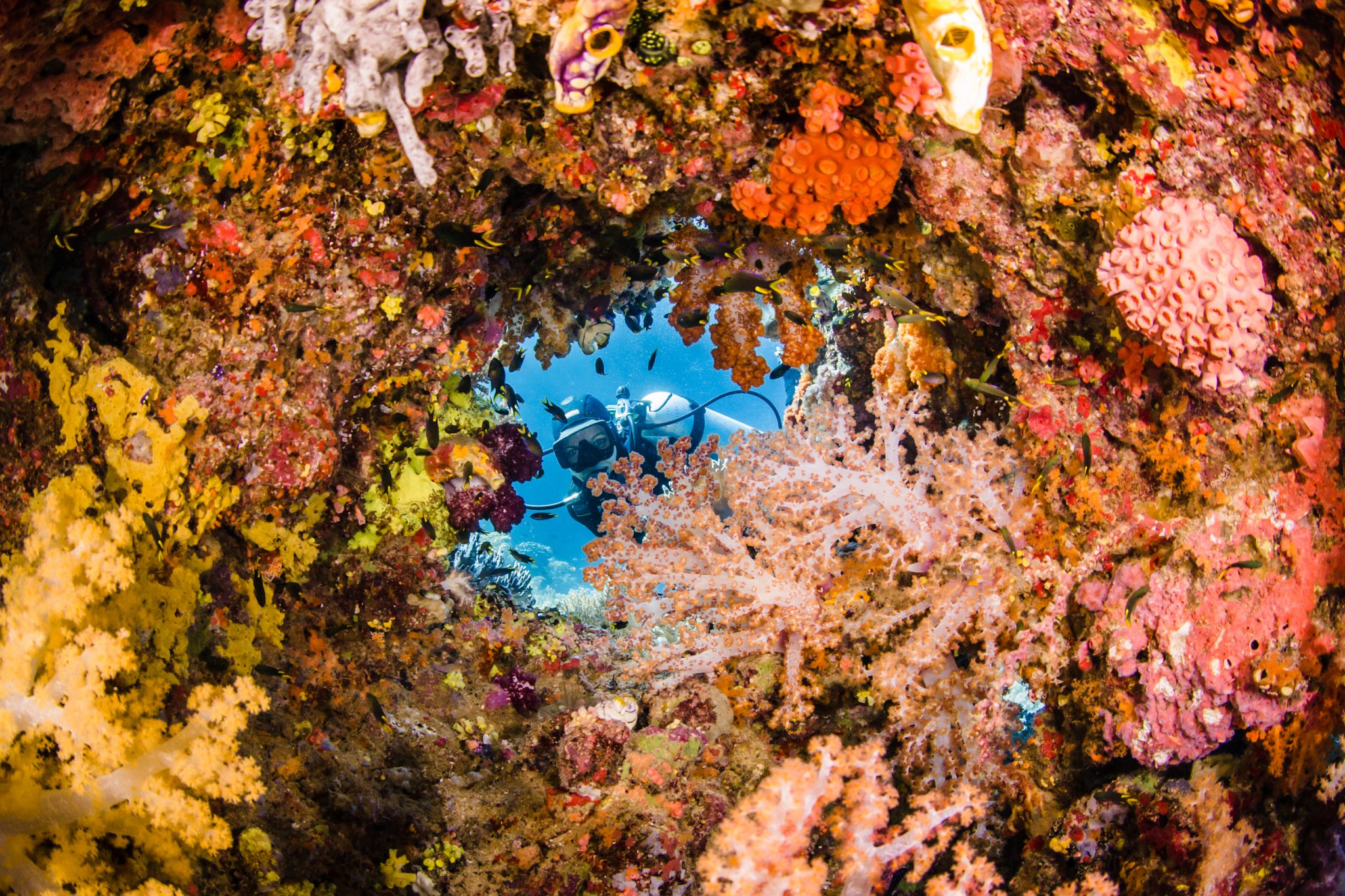 Coral_ShawnHeinrichs_Indonesia