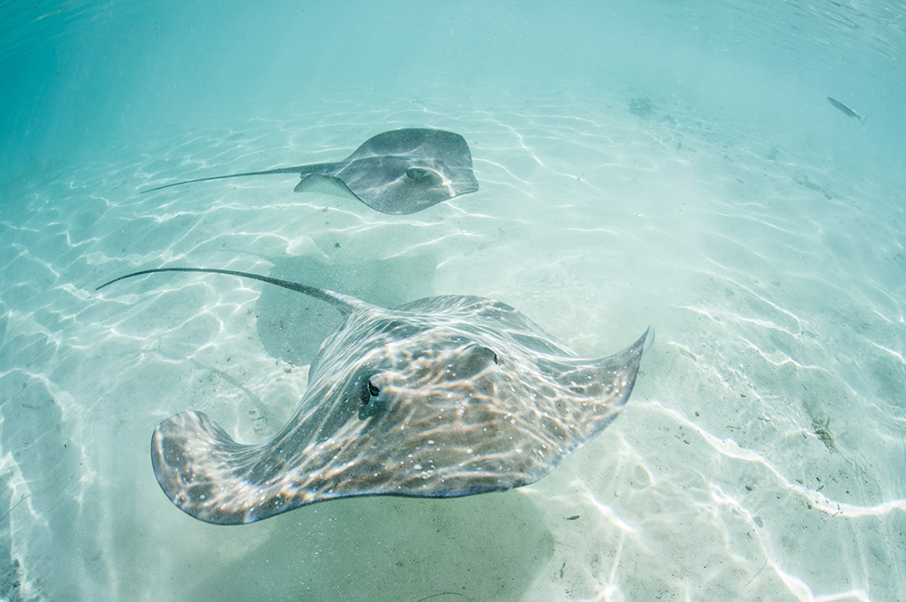 Stingray - French Polynesia - Underwater 