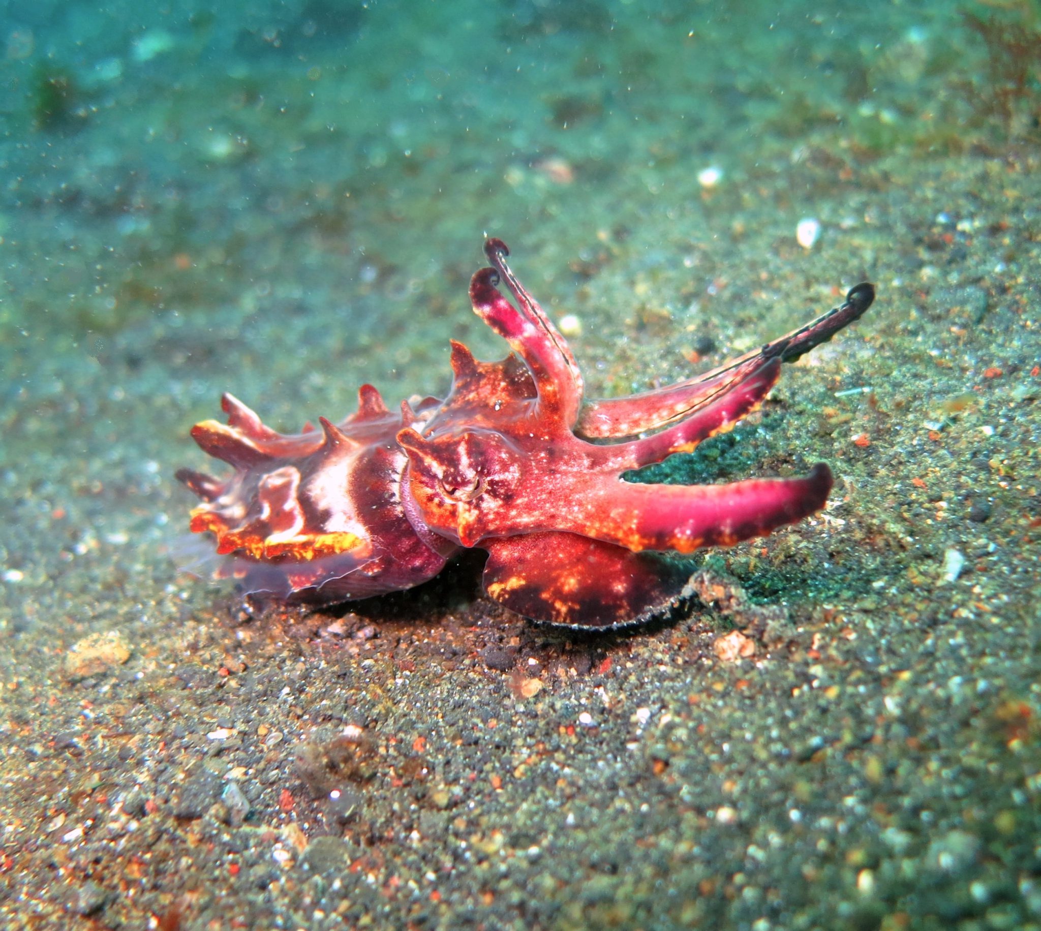 Flamboyant Cuttlefish - underwater - indonesia