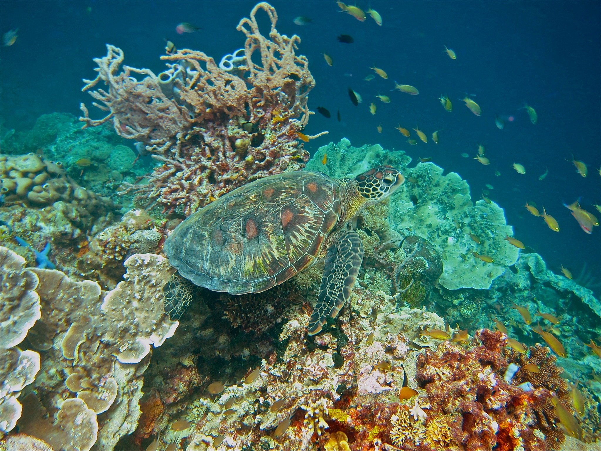 Green turtle - reef - indonesia - underwater