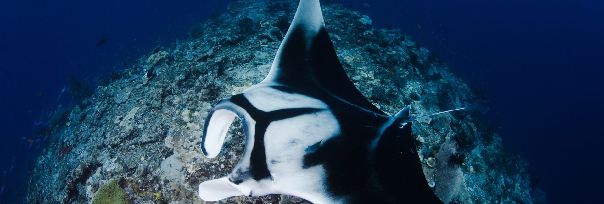 Shawn Heinrichs on Ocean Conservation in Indonesia