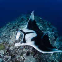 Manta_ShawnHeinrichs_Indonesia