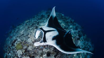 Manta_ShawnHeinrichs_Indonesia