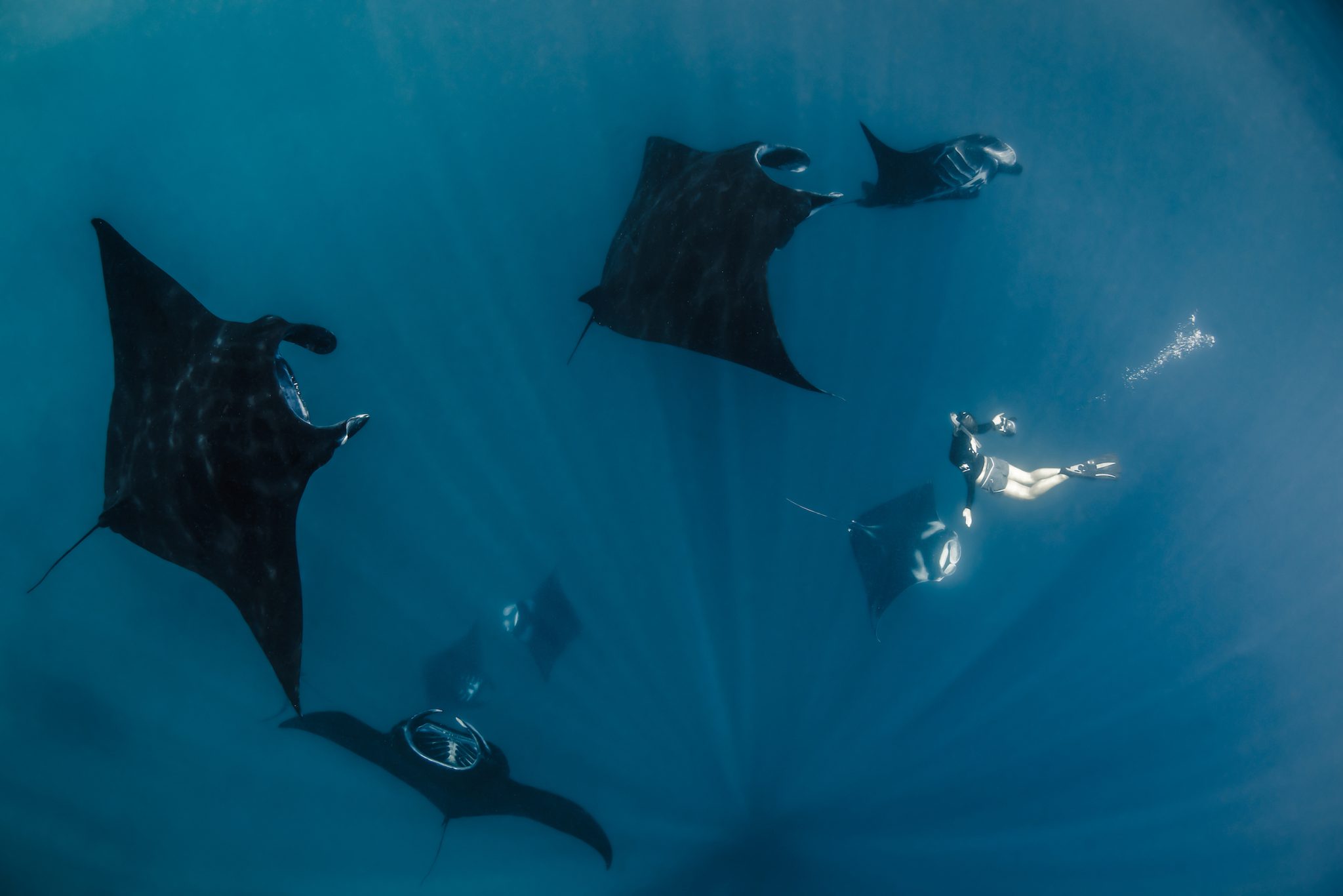 MantaRays_ShawnHeinrichs_Indonesia