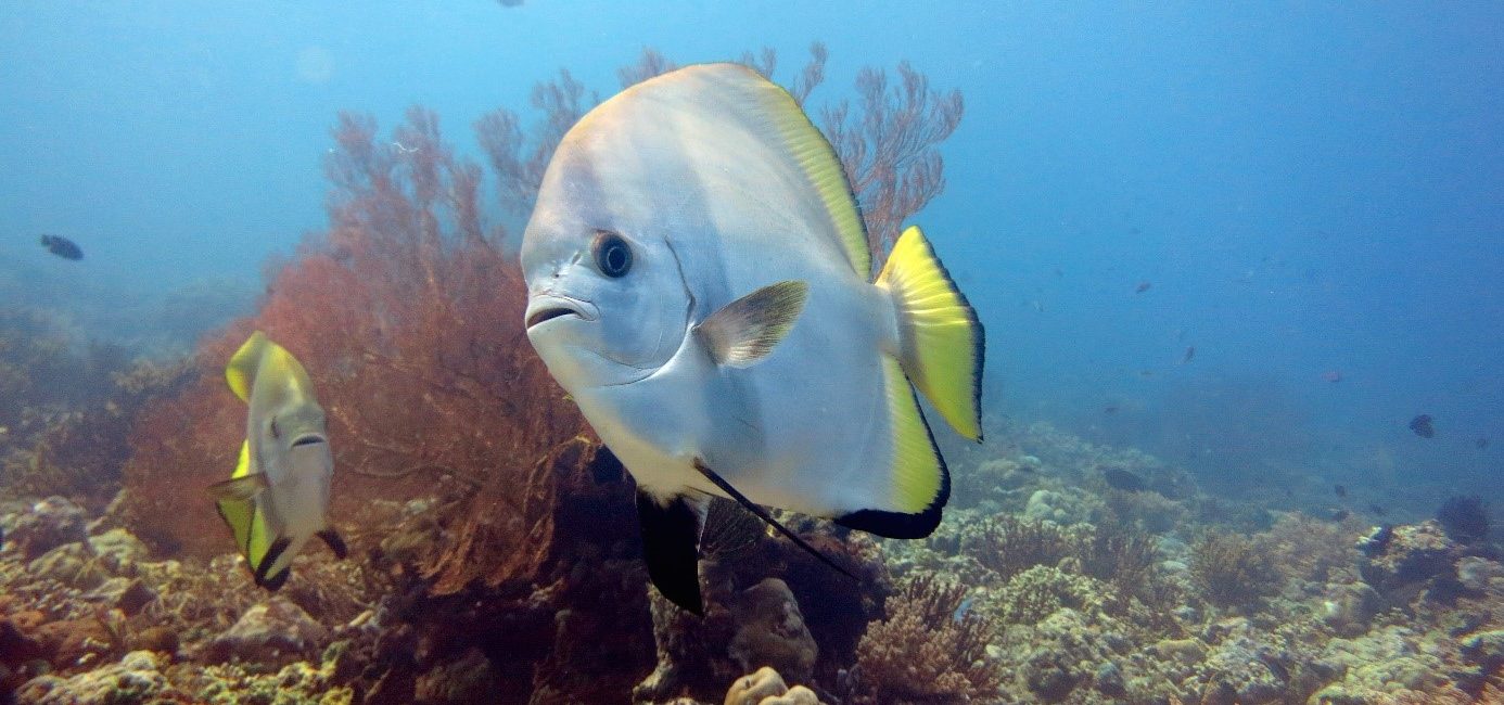 Menjangan Island: the forgotten underwater paradise of Bali