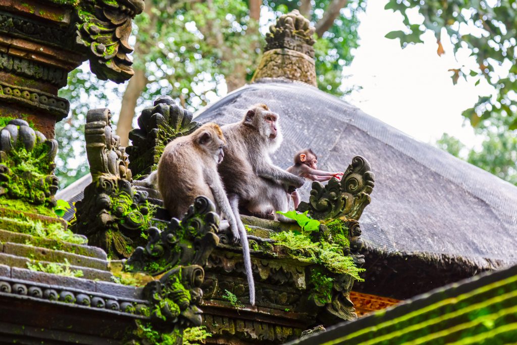 Monkey Forest - Surface Interval Activities Bali 