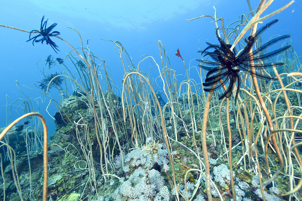 Reef_PangatalanHopeSpot_MissionBlue