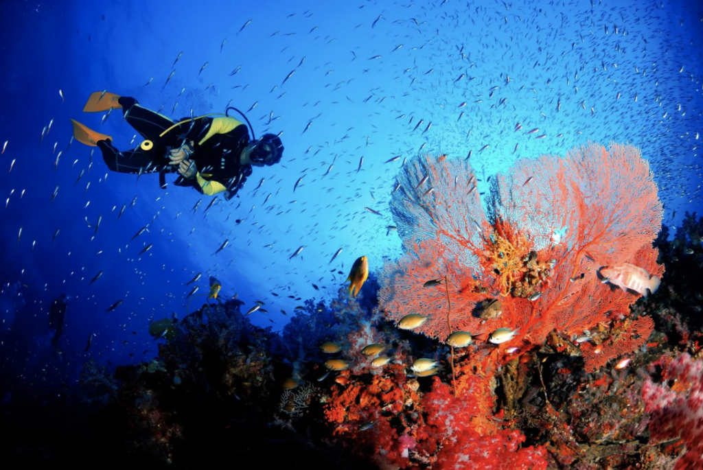 a diver in andaman islands, one of the best deestinations in october