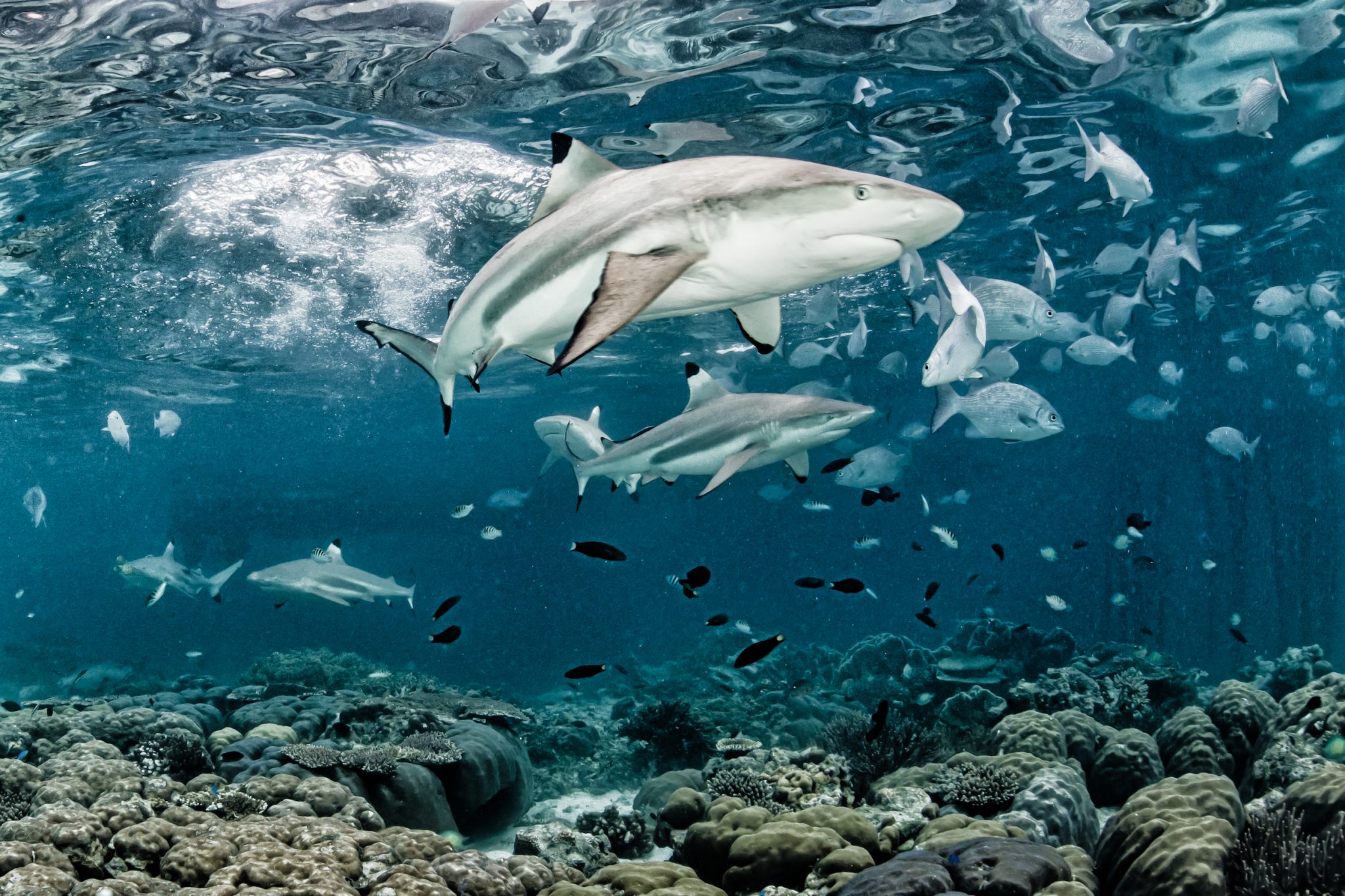 Shark_ShawnHeinrichs_Indonesia