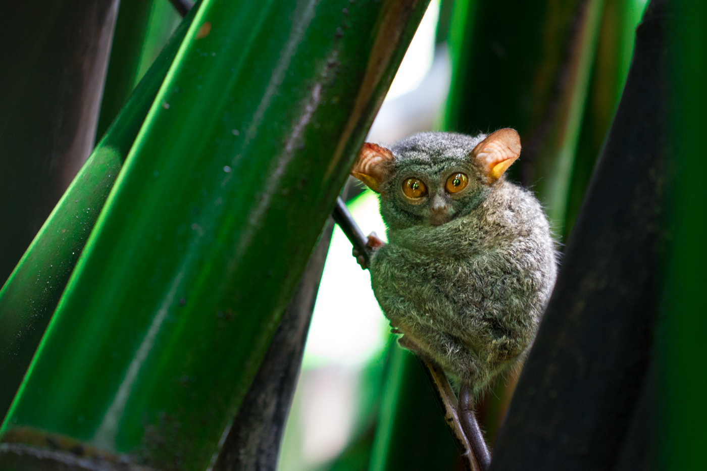 Tarsier monkey - Indonesia - Tree