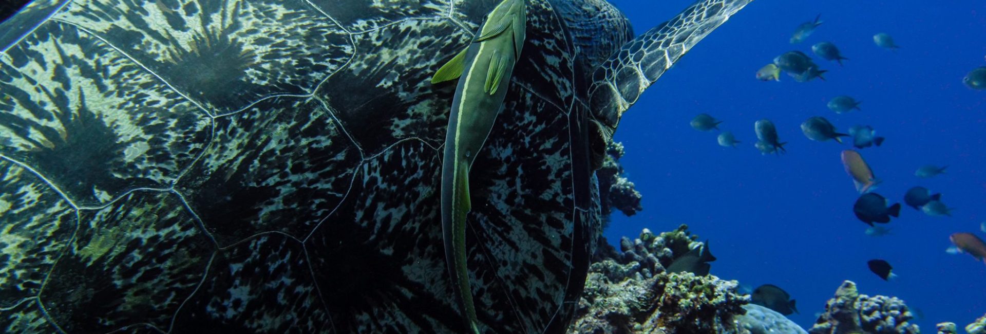 8 Mutualism Examples in the Underwater World