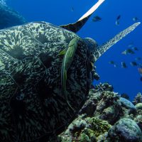Diving Indonesia with The Jetlagged