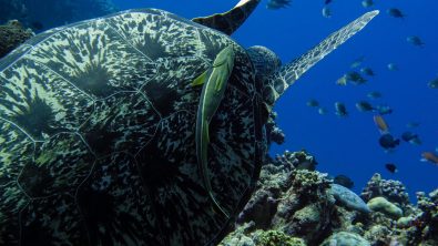 Diving Indonesia with The Jetlagged