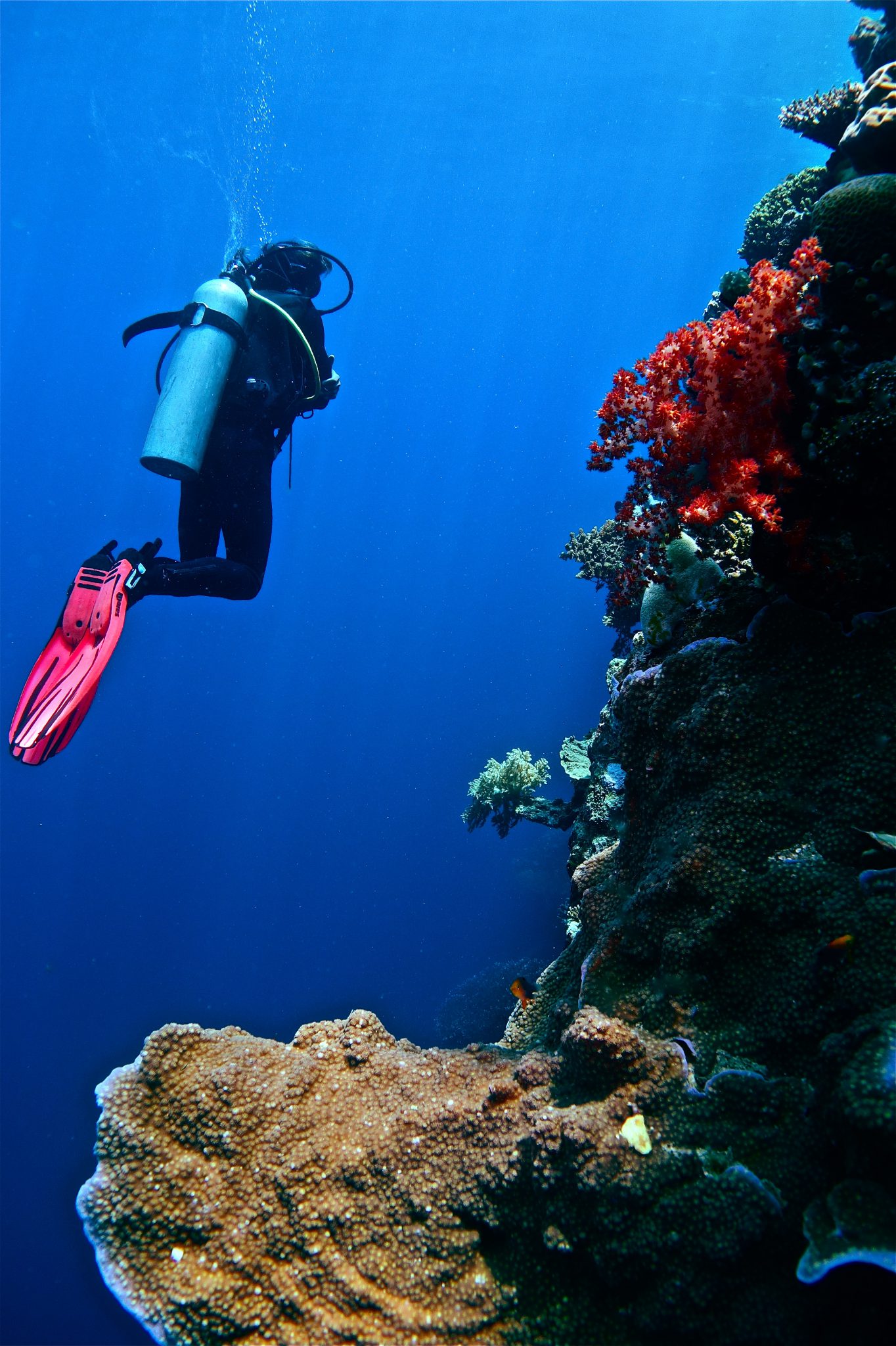 Wall diving - Indonesia - coral reef