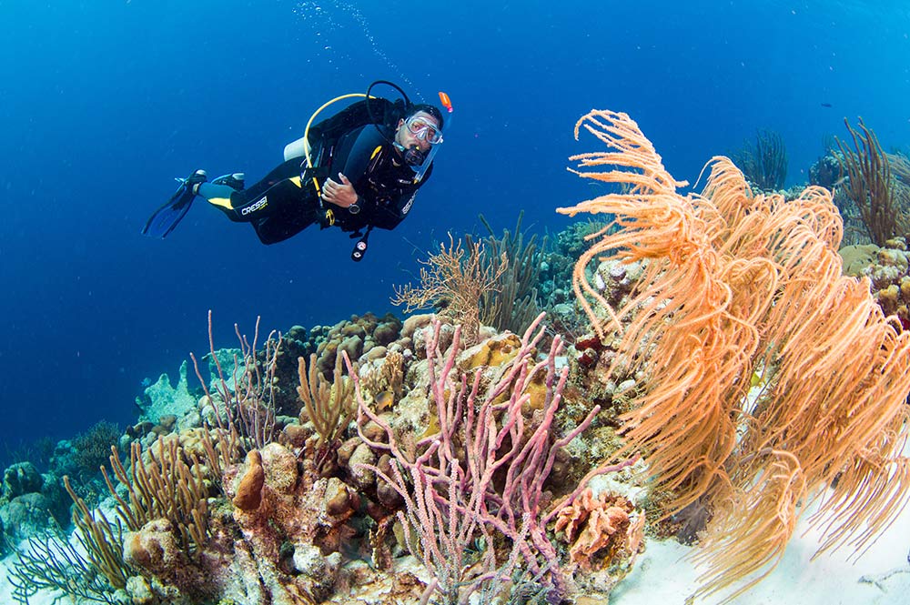 a man explores the reefs of bonaire, one of the best shore diving destinations in the world.