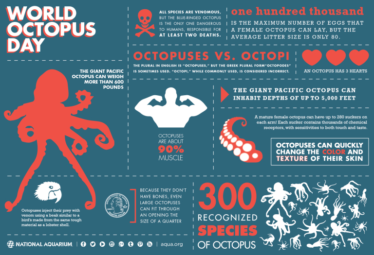 giant pacific octopus size comparison