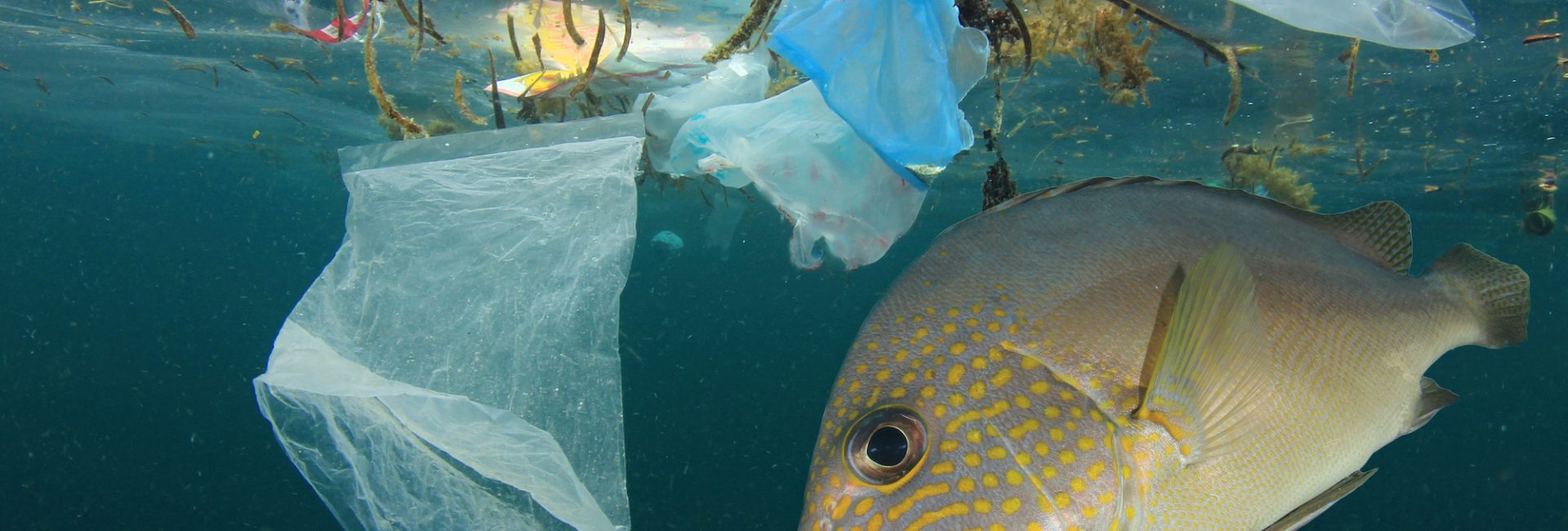 How to Start a Local Ban on Plastic Bags