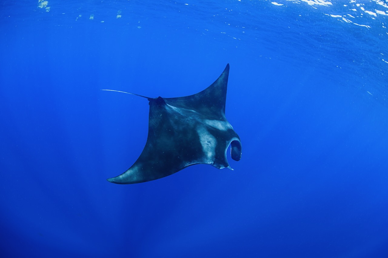 Giant Manta Ray Swimming and Feeding on Ocean Surface of Isla Mujeres, Mexico