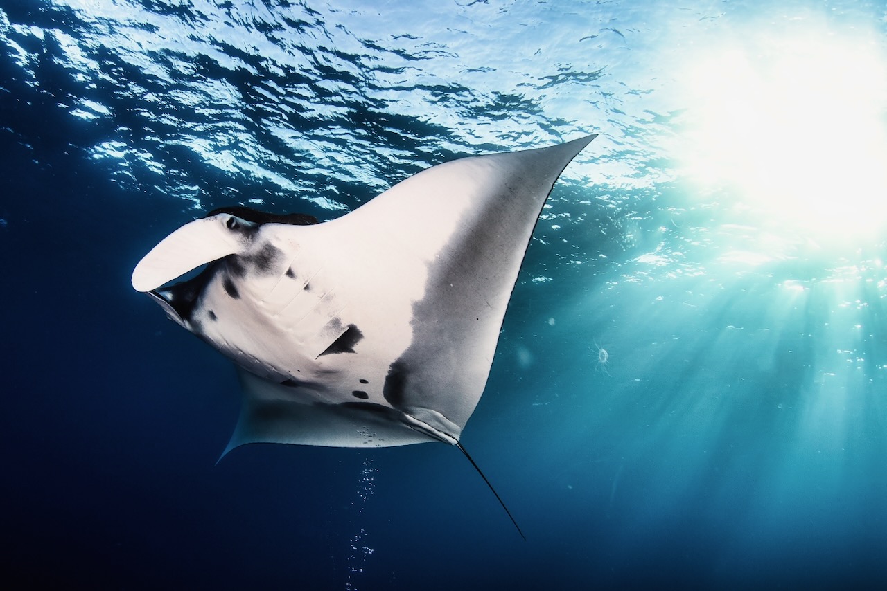Manta Ray (Batomorphi) cartilaginous fish swimming in tropical underwaters. Manta in underwater wild animal world. Observation of wildlife ocean. Scuba diving adventure in Ecuador coast.