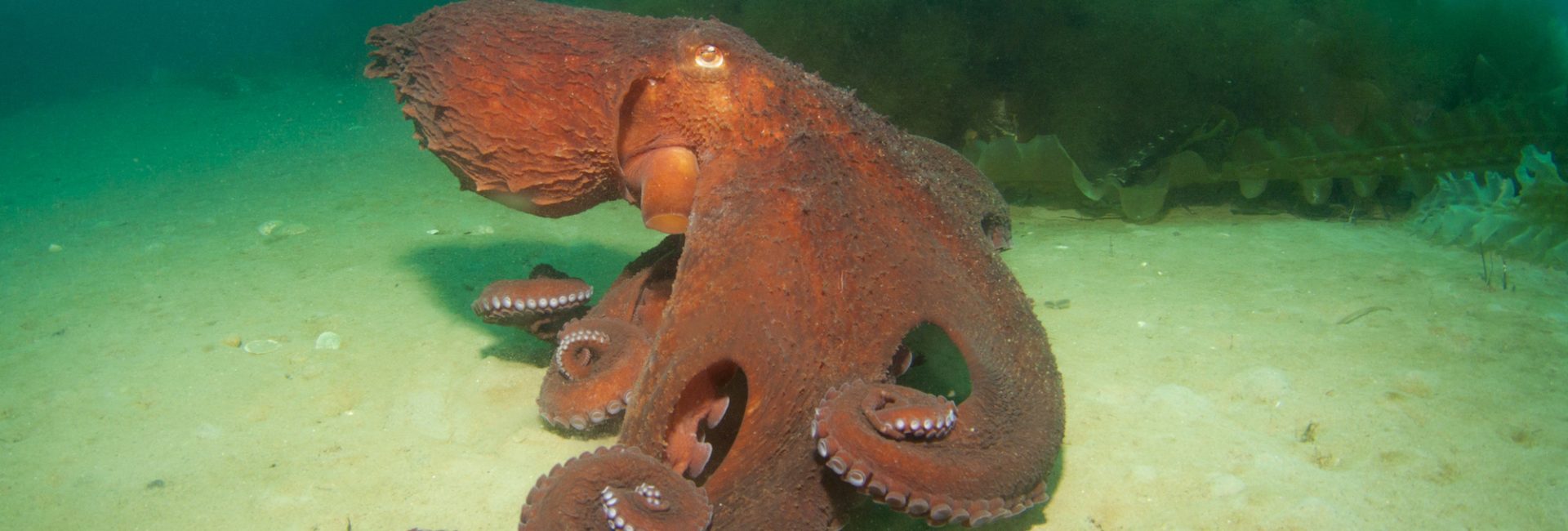 Creature Feature: Giant Pacific Octopus