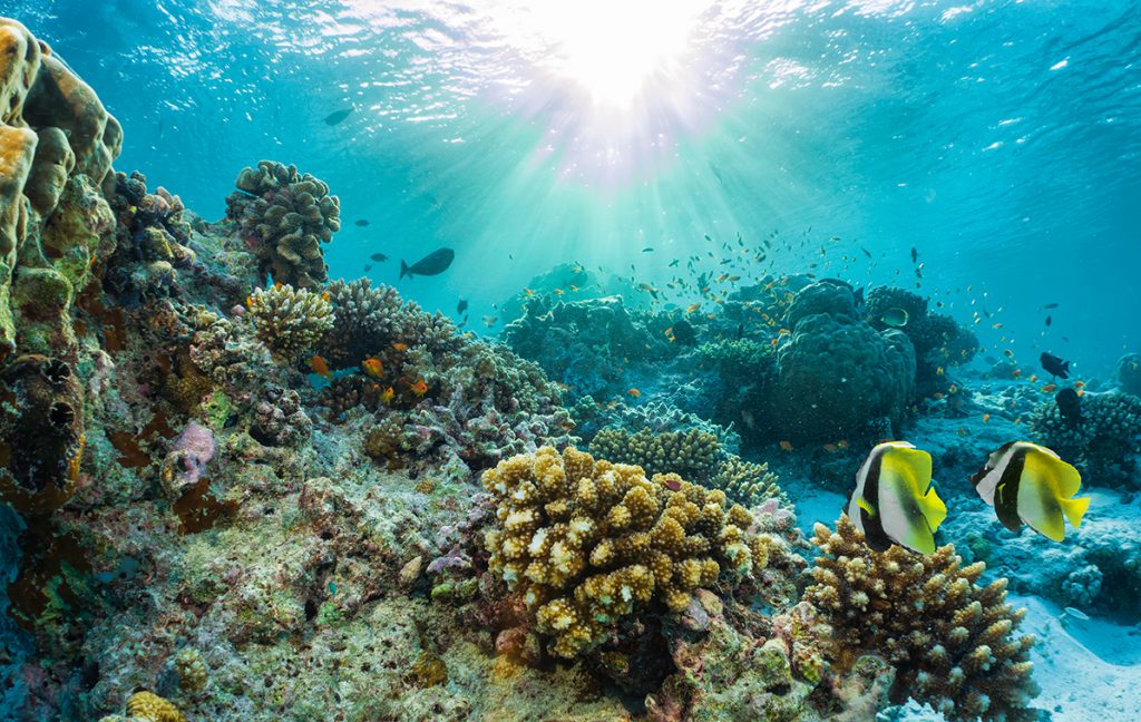 Colours when learning to dive in the Maldives 