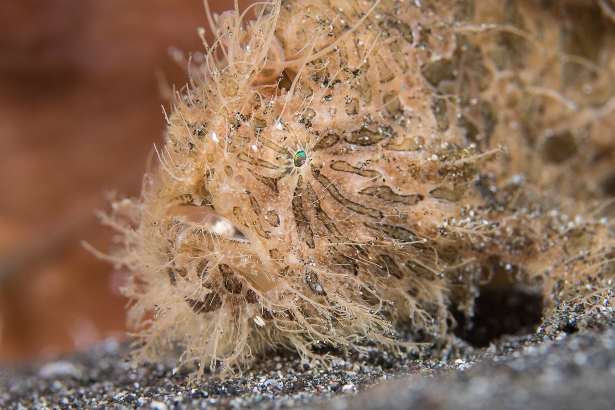 Hairy frogfish in Lembeh - November destination in Indonesia