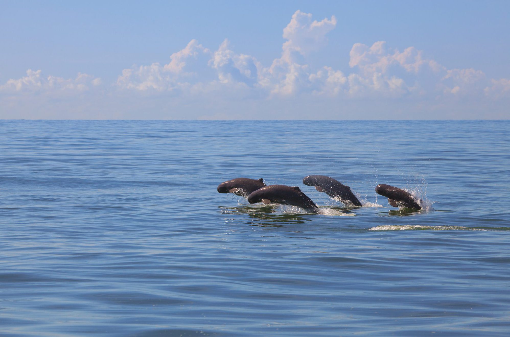 IrrawaddyDolphins_Cambodia_Shutterstock