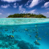 Reasons to learn to dive in the Maldives